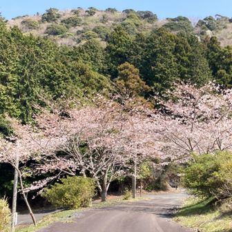 下山しました
桜が満開