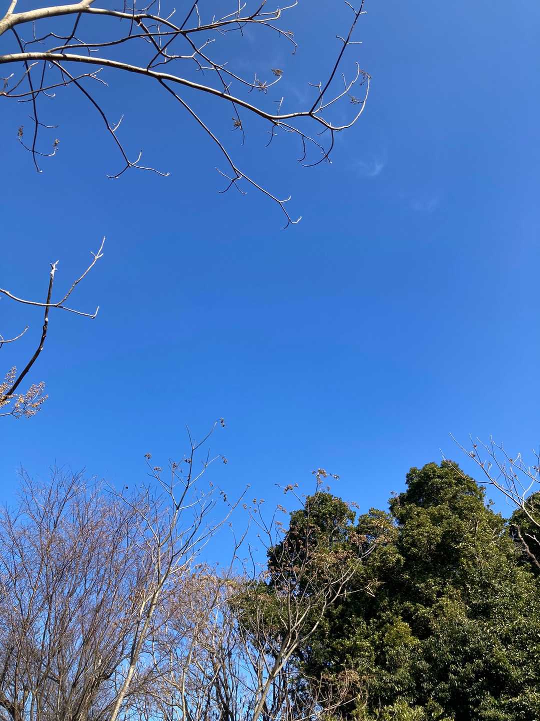 上人山は眺望はありませんが
めっちゃキレイなブルースカイ♪