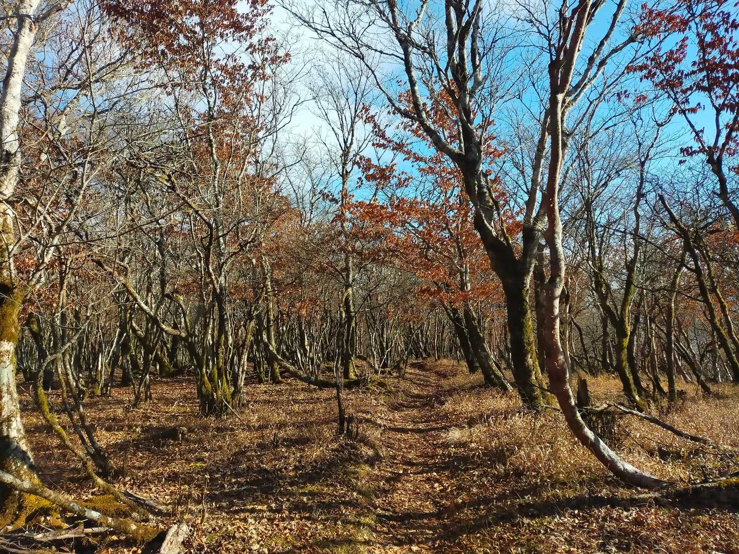 籠坂峠バス停-アザミ平-大洞山-楢木山-三国山-三国峠-鉄 縦走コースの写真