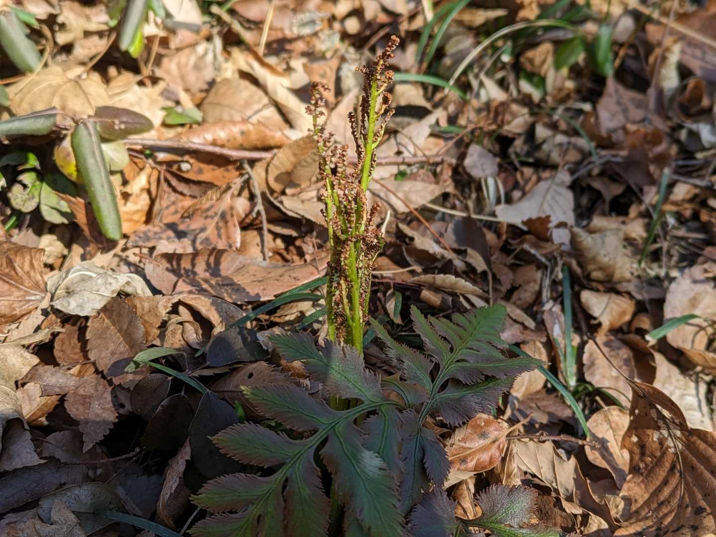 フユノハナワラビ