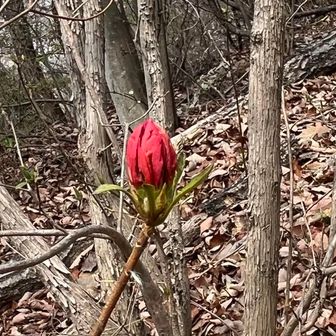 レンゲツツジの蕾も膨らんできました