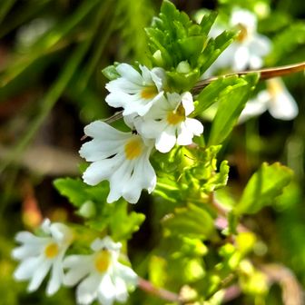 ヒナザクラかな✨
小屋の周辺に、いっぱいこのお花咲いてた🥰
