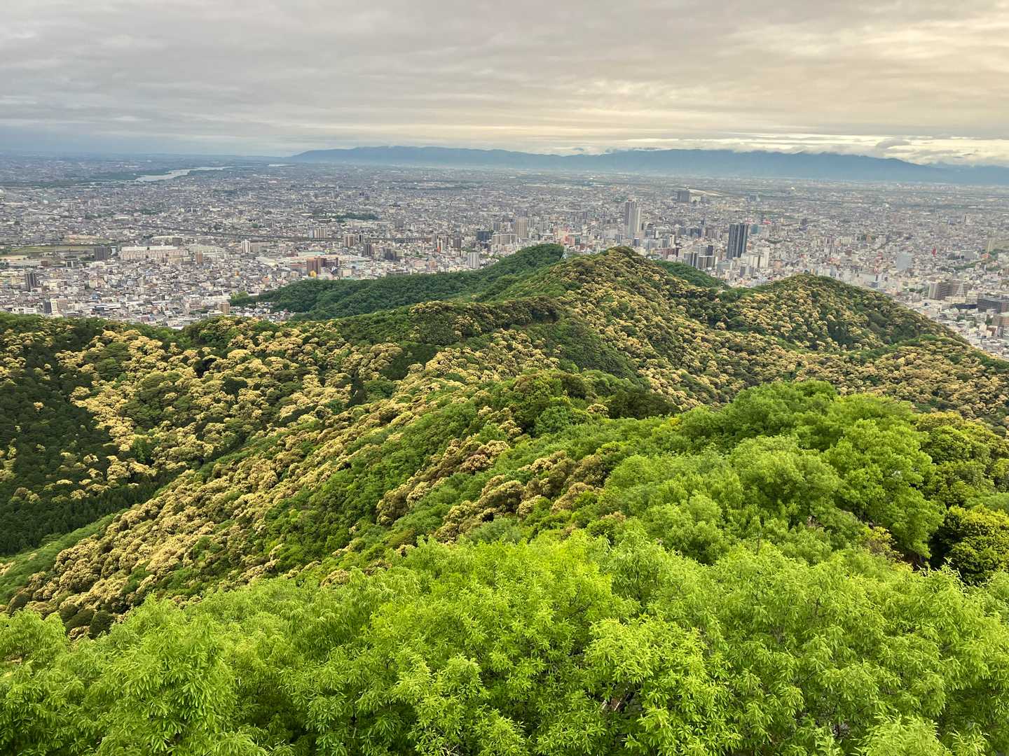水道山方面に向けて、ツブラジイがすごい