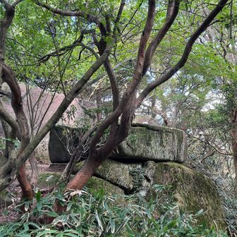 大きな岩　奥に祠がありました。