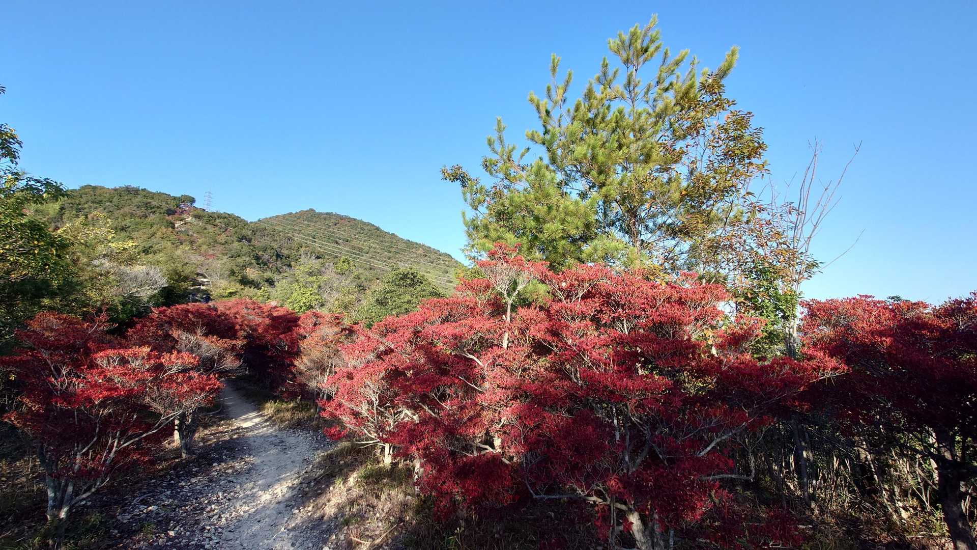 最後に雄鷹台山を振り返る。
まだ花の時期に来たことが無いのでまた来ますよ！