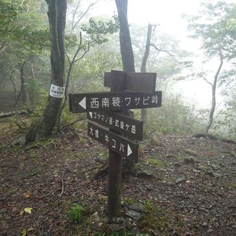 この辺から激しいクモの巣攻撃に遭う🕸️