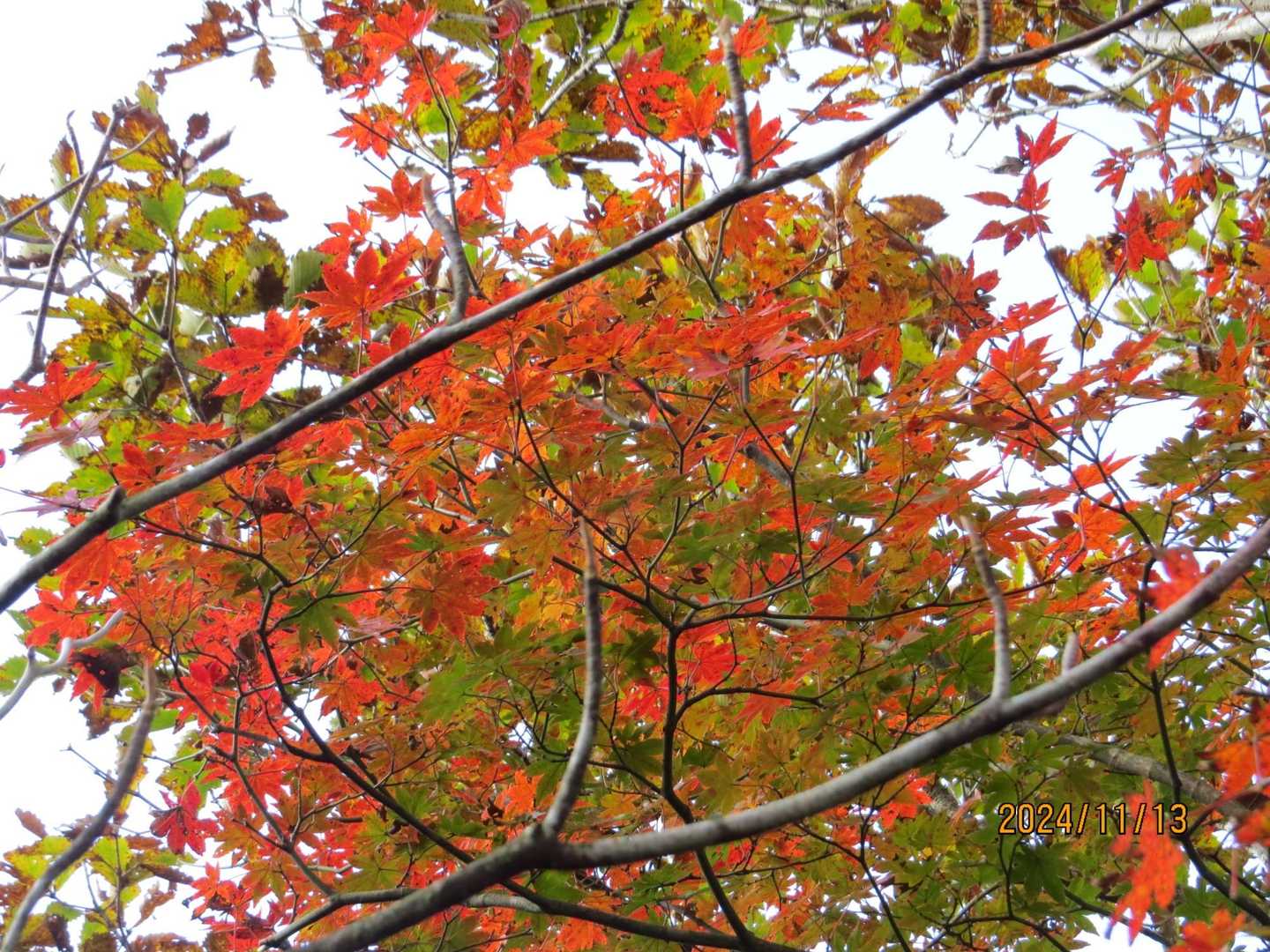 紅葉🍁