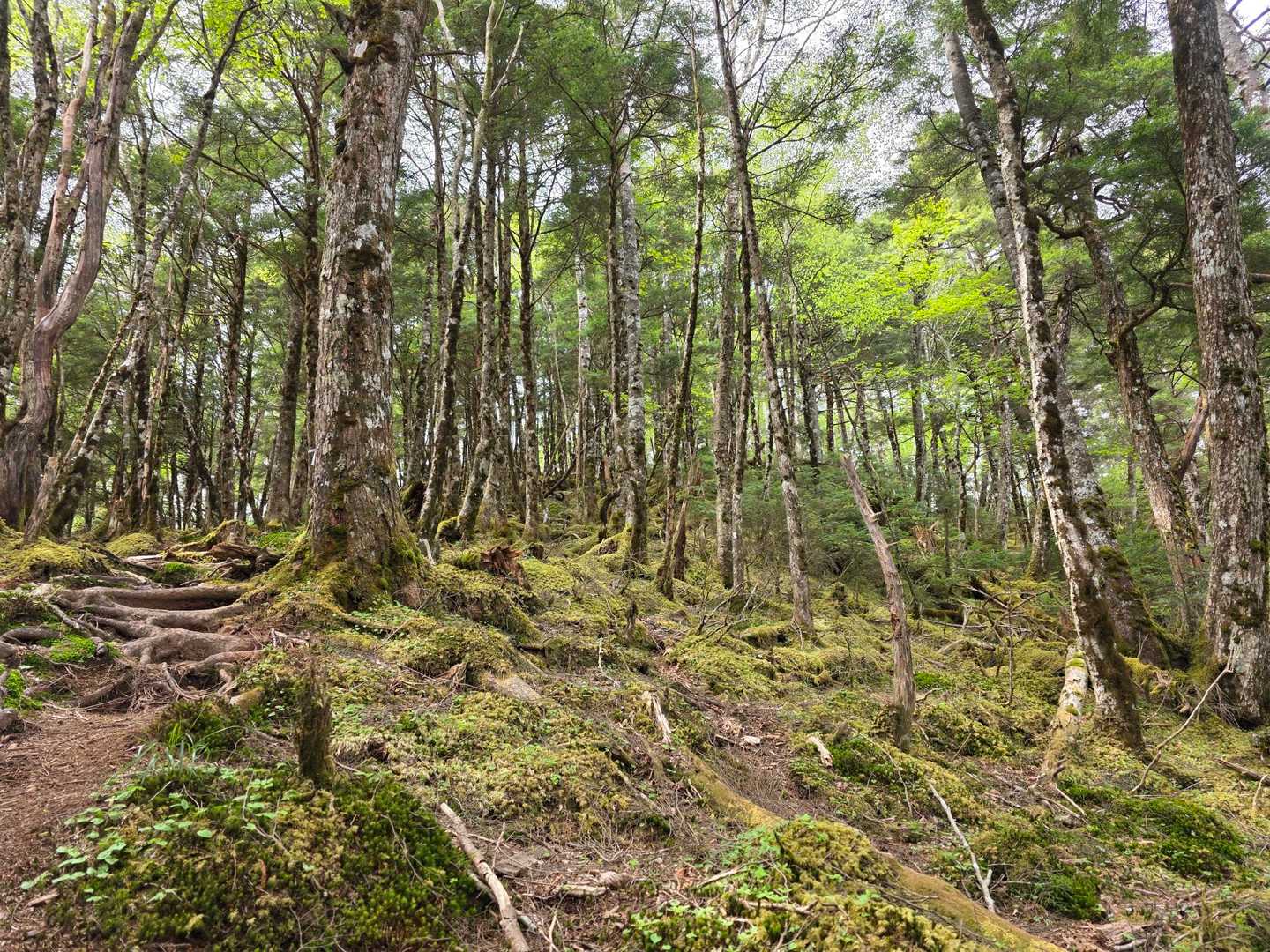 苔ラビリンス🧚‍♂️✨

圧倒的"非日常感"に脳内がバグを起こす(*_*)🌀