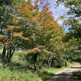 夏空に、もう色付き始めてる木も。