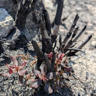 山頂で　芽吹く
