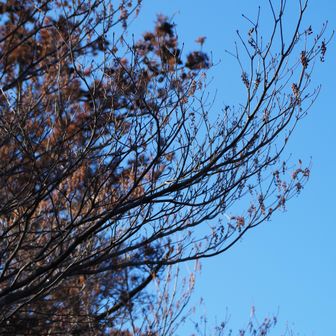 💙🪾
(リョウブ)
✨情報提供：わたくさす様、ありがとうございます！