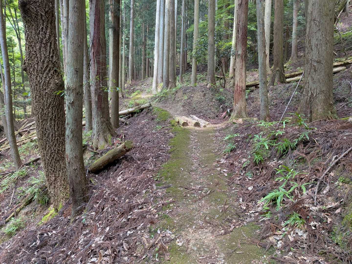 山道に入りました🚶急登はないのですが、本日3杯目でバテ気味😅