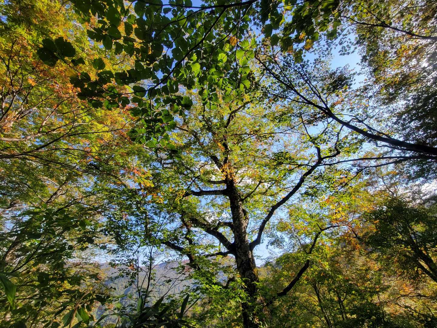 牛形山 往復コースの写真