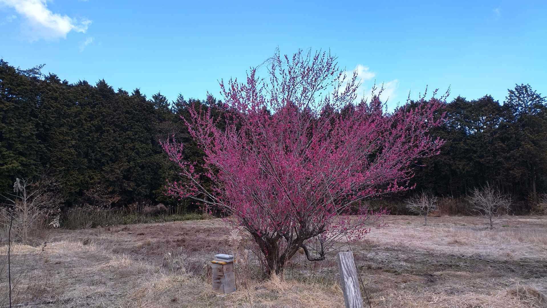 この木だけ満開🏵️