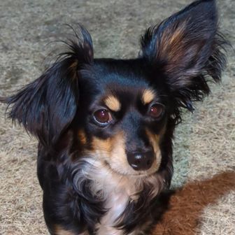 おてんばマロン