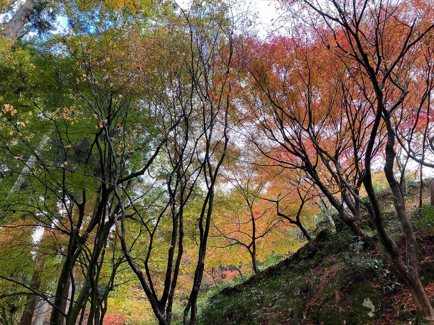 こんなに紅葉楽しめるとは