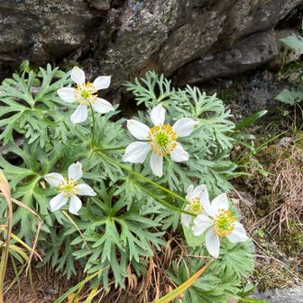 ハクサンイチゲ（白山一花）

葉の切れ込みが印象に残る、この時期は北岳山頂付近で最も多く見かけた花🌼

キタダケソウと見間違え易いので要注意⚠️

キタダケソウの花びらの先端はくぼみ、葉には毛がない。
ハクサンイチゲは画像のように花びらが尖っている。