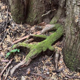 トカゲみたい🦎