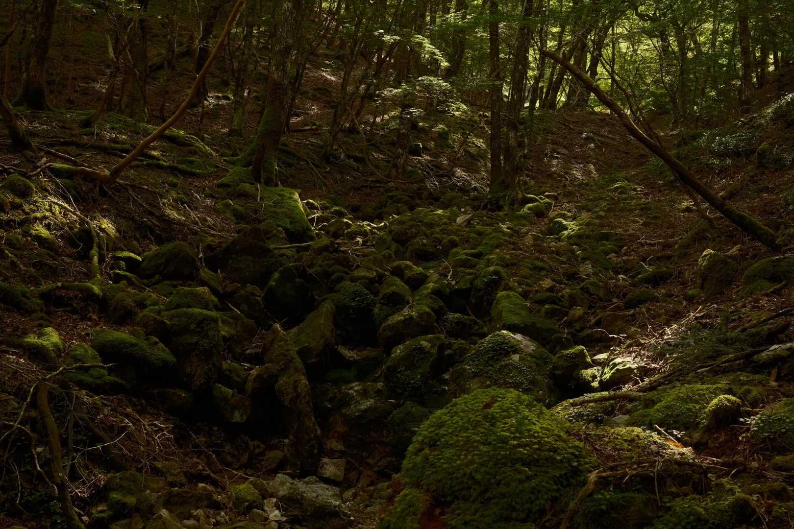 逆峠 周回コースの写真