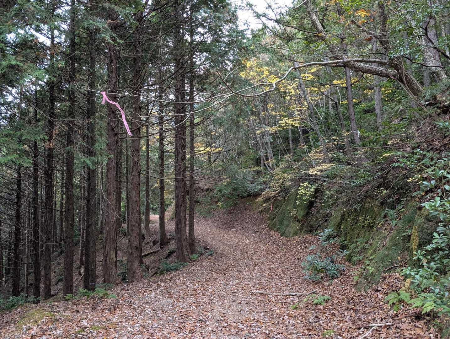 途中は、林道