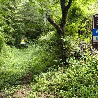 どちらから登ってもそれほどきついところはないのだけれど、こちらから登った方が、よりラクに登れると思う