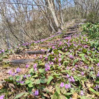 道の両側が花畑😍