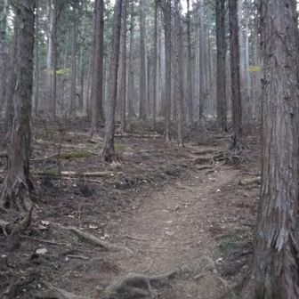 最初は杉林なので落ち葉も少なく歩きやすいです