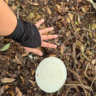 デカキノコ🍄