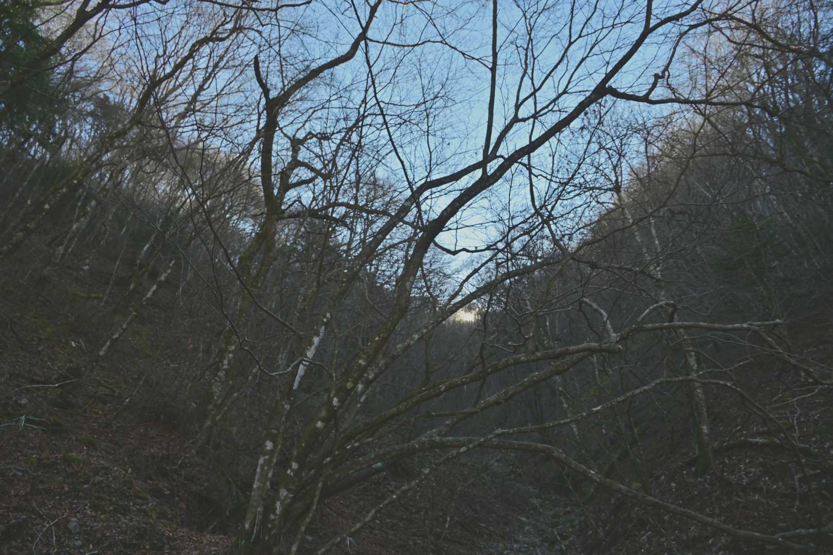 谷の朝