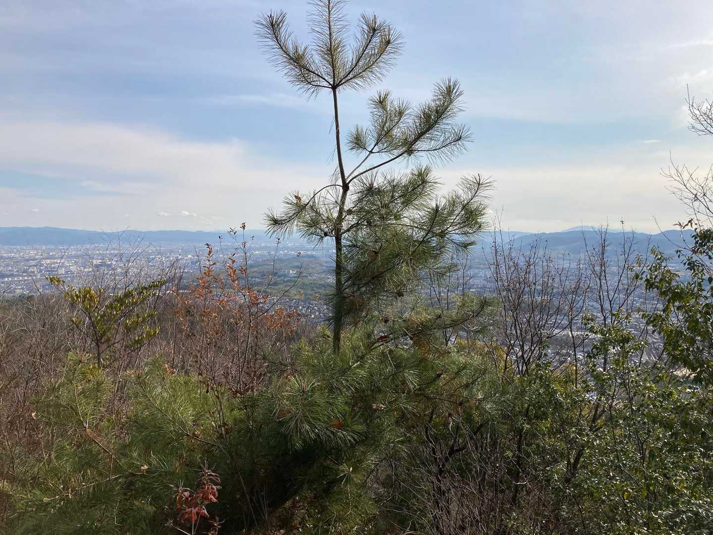 阪急嵐山駅-ハイキングコース入口-松尾山-嵐山-烏ヶ岳-新 縦走コースの写真