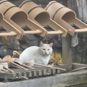 ここにも猫が