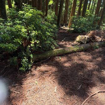 この木の倒れてるのは越えたらダメだった…
奥にピンクリボンが続いてたから、少し行ってしまった…