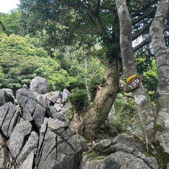 ひたすら登る。岩場も一部あり