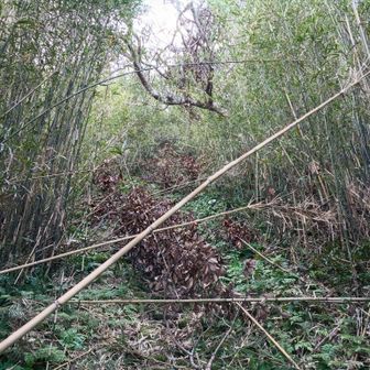 東台所神社と東台所神社鳥居の間の道