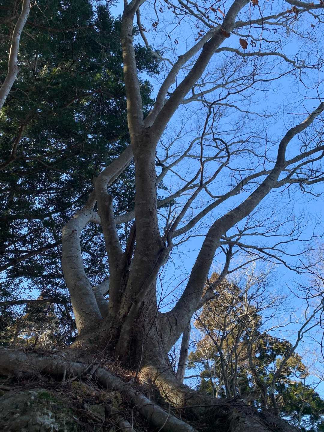 山頂の神籬(ひもろぎ)