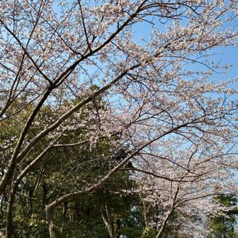 道脇に桜が咲いています。