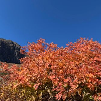 昨日よりぐんぐん紅葉成長中🍁
美しいぃぃ

この後、上高地のトンネル事故で道路通行止めのトラブ龍🐉😭

ザックを取りに900キロ🚗を走らせたヤンミさんとさらに富山経由に変更し4時間以上かけて帰りましたとさ

ヤンミさんにホントに感謝🙏
一緒に行ってくれた4人にも感謝🙏
ストーカーさせてくれた岩登り師匠にも感謝🙏

今回、かつてないほどのお天気と絶景に恵まれサイコーの槍を経験する事ができました

今度は双六からの槍をヤリたい💪