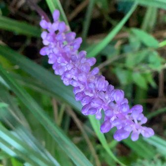 久しぶりの秋月からの古処山登山