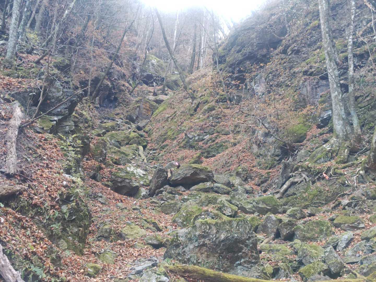 ここを直登なのかと、キョロキョロしてたら少し先を右に登って