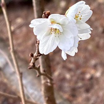 御上神社の四季桜