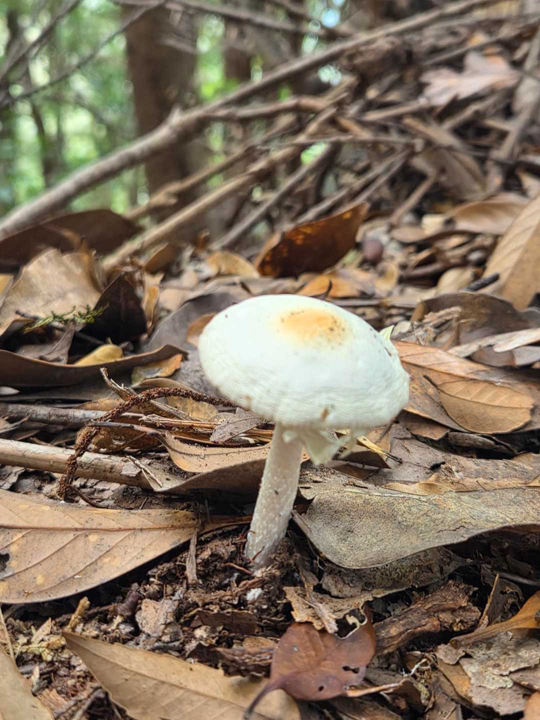 🍄