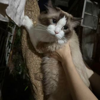 恶鲈進