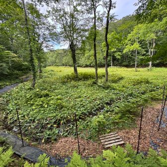 水芭蕉の群生地に寄りました。（登山道から90m）
かなり広い湿原です。6月には水芭蕉だけじゃなくサンカヨウも見られるそうです。（但し害獣避けの電気柵があるので…）