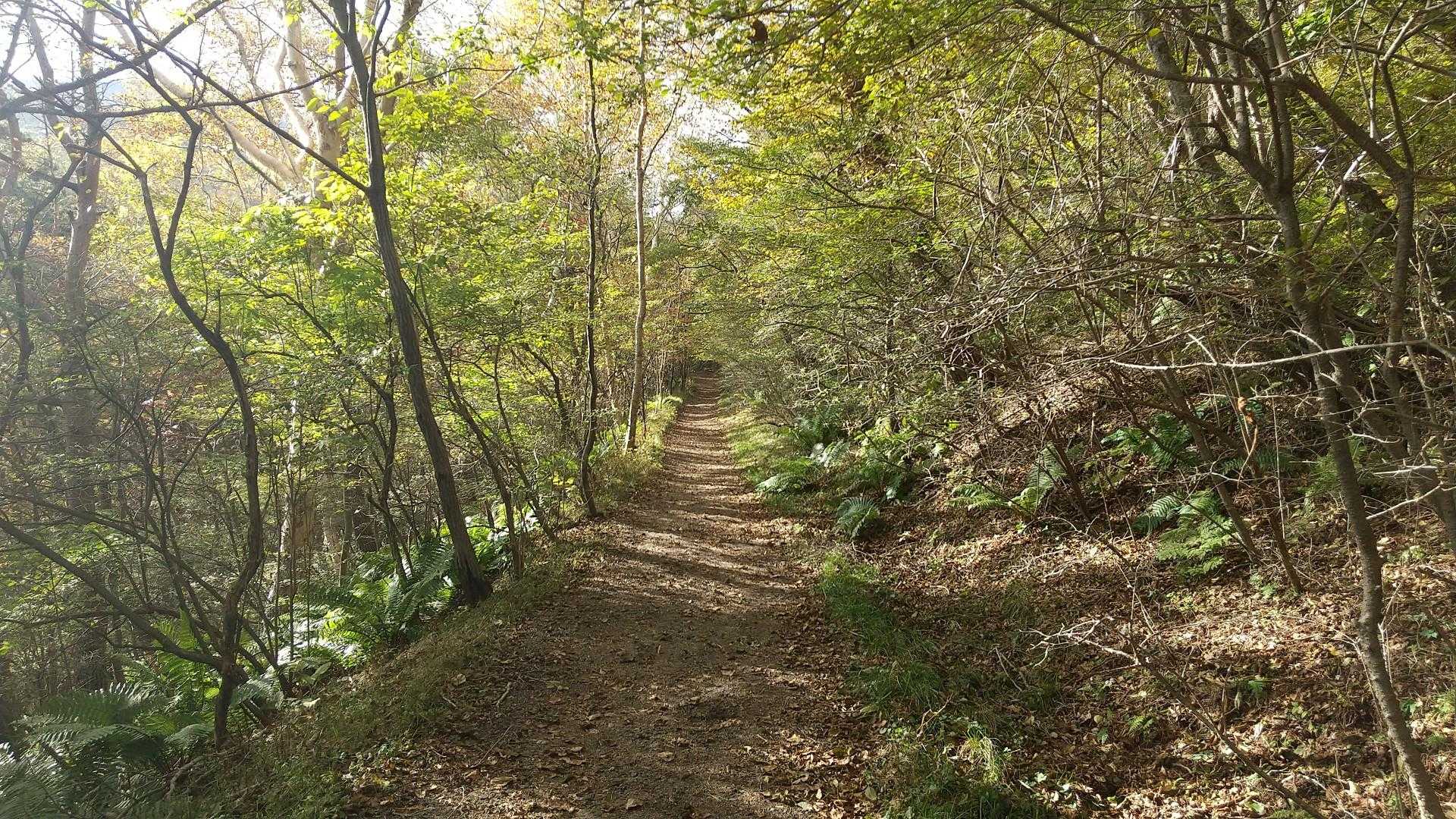 馬返し-小浅間山-小浅間山登山口 縦走コースの写真