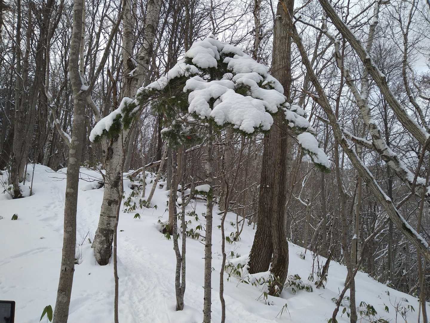 急登続きます