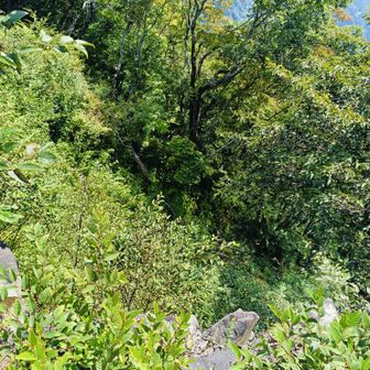 崩落地も草木が生えてきて、分かりにくくなっていました。