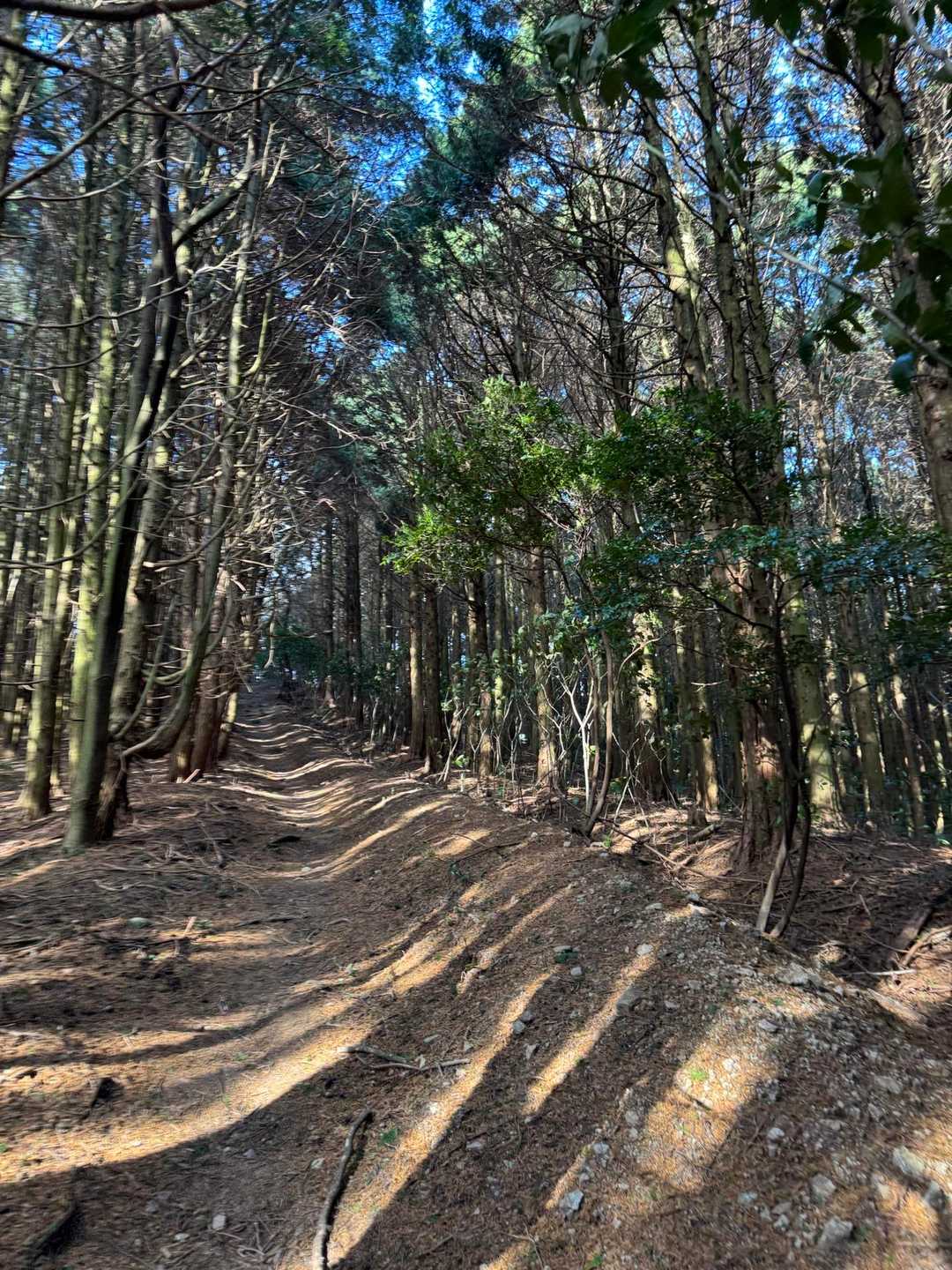 尾根は走るオネエバージョン