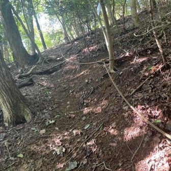 大寺山〜鹿倉山縦走コース。このコースも序盤は傾斜強めです。