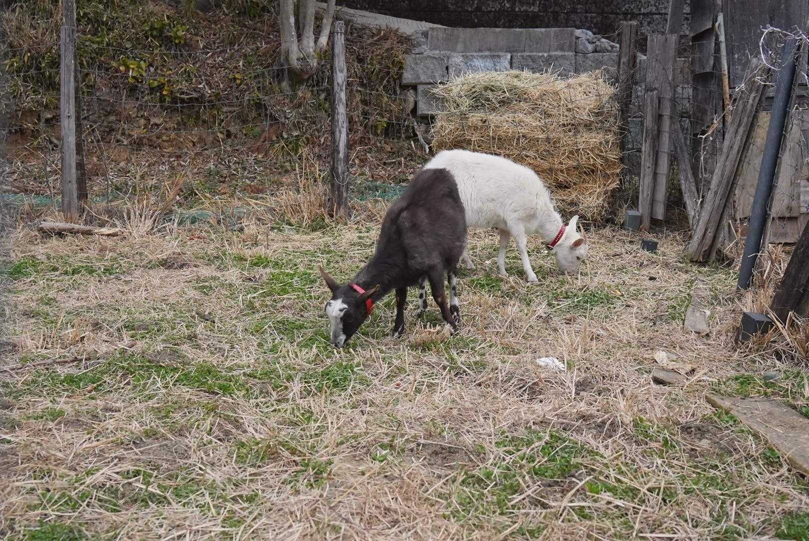 登山口の小屋で飼われてるヤギちゃん😆