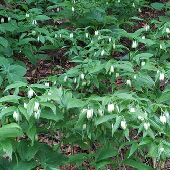 ホウチャクソウがわんさかきれいな花には 有毒成分あり